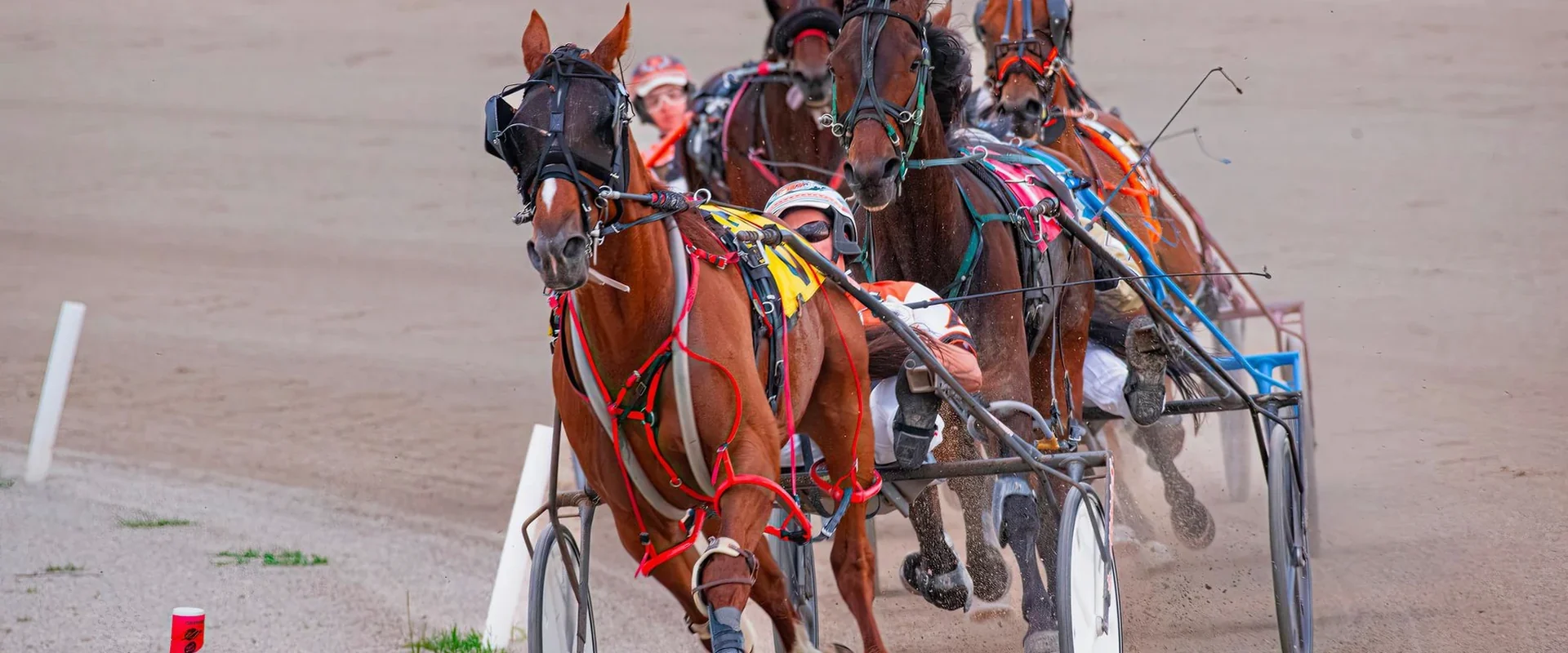Photograph of a harness field on the turn, a chestnut pacer in blinkers leading three others, each driver sitting low in the sulky